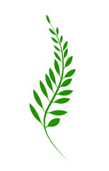 Green leaves, isolated on white background for assembling and decorating various events, logos, illustrations - vector