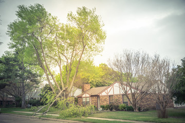 Fallen maple tree branch on sidewalk of residential house near Dallas, Texas, America