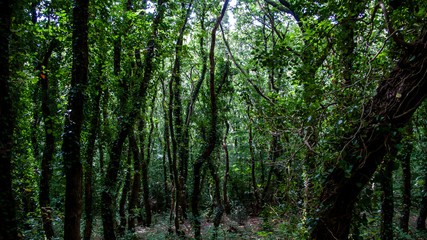 trees cloesup