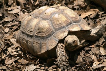 Big brown tortoise walking on dead leaves and ground showing its shell