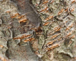macro bark pattern 