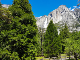 Trees and distant waterfall, Yosemite national park 