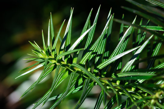 Green branches and needles of Cunninghamia tree also known as china fir or taiwan fir -  evergreen coniferous tree in the cypress family