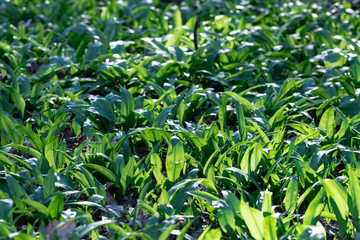 Wild garlic, bear leek in natural habitat. Bright green elliptical aromatic leaves in the woodland at early spring in warm sunlight.