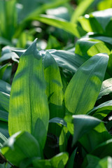 Wild garlic, bear leek in natural habitat. Bright green elliptical aromatic leaves in the woodland at early spring in warm sunlight.