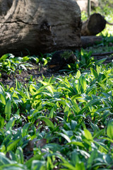 Wild garlic, bear leek in natural habitat. Bright green elliptical aromatic leaves in the woodland at early spring in warm sunlight.