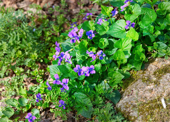 A small purple wild flower beside a small rock. 