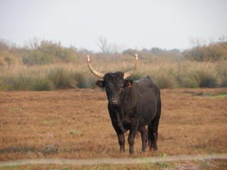 Obraz premium taureau