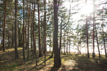 Fototapeta na wymiar Sunny pine tree forest next to the sea