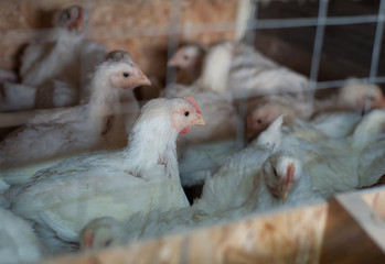 A lot of white laying hens in a cage. poultry yard, household, farm. Egg and broiler production