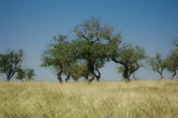 tree in the field