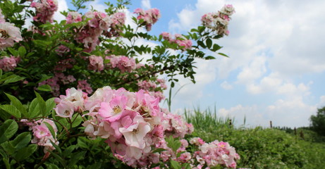 Magnolia in primavera	