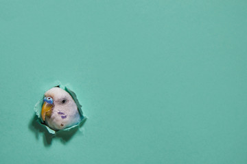 budgie from a hole on green paper. minimalism.