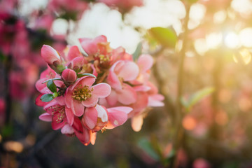 Fototapeta na wymiar Pink scarlet malus spectabilis flowers in the garden during spring. Blurred background, sunset, close up.