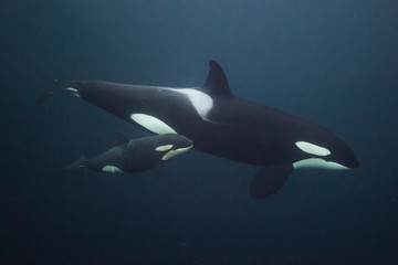 Orca calf with mother swimming side by side. Killer whales in Norwegian sea.