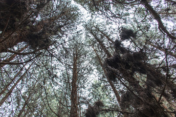 Fototapeta premium View point forest light sky