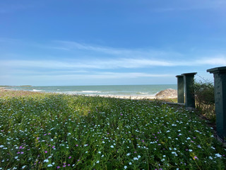 Fototapeta na wymiar Floral field near beach and sea background.