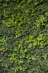 green wall with plants, vertical gardening