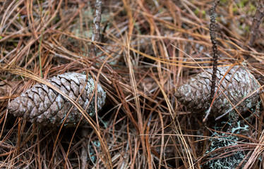 two decoration pine fruit int the forest