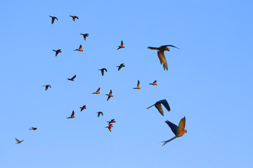 Macaw parrots and lovebird fly in flocks