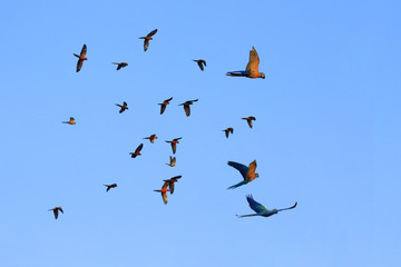 Macaw parrots and lovebird fly in flocks