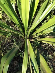 Obraz premium Succulent Plant Leaves South Africa