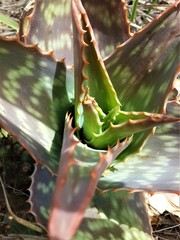 Aloe Leaves Thorns Close-up South Africa