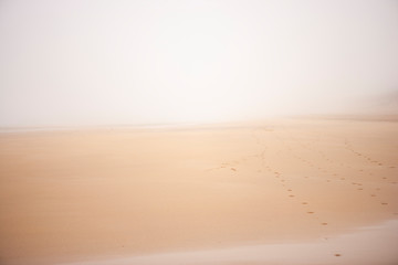 beach in the fog