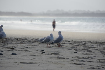 Seagulls on the beach, Byron Bay