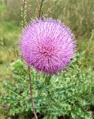 Exotic Wild Pink Flower South Africa