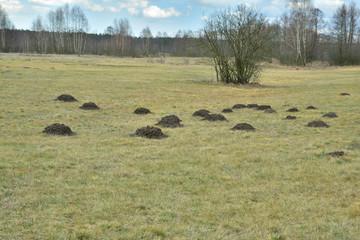 Kretowiska na łąkach w słoneczny dzień z chmurami na niebie. © W Korczewski