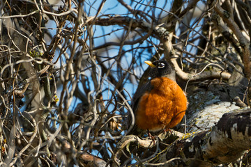 2020-03-19 A ROBIN IN A TREE IN THE PACIFIC NORTHWEST NEAR SEATTLE