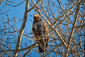 2020-03-20 A LONE EAGLE IN A TREE IN LAKE SAMMAMISH STATE PARK IN ISSAQUAH WASHINGTON