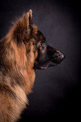 Young long haired German Shepherd
