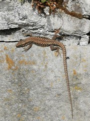 lizard on rock