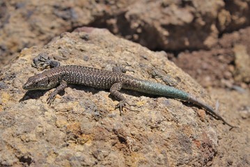 Madeiran wall lizard (Teira dugesii) is a species of lizard in the family Lacertidae. The species is endemic to Madeira Islands, Portugal.