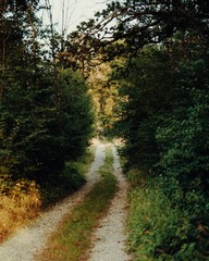 Obraz premium Waldweg