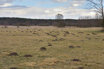 Kretowiska na łąkach w słoneczny dzień z chmurami na niebie. © W Korczewski