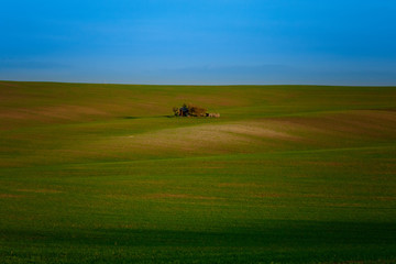 Naklejka premium A lonely island with an old tool shed for working in the field in the middle of the Moravian green fields