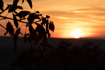 Orange sky sunset behind the silhouette leaves of the tree branch Sun behind the leaves during sunset