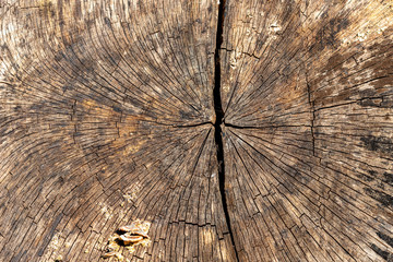 Close up of the wood of a cutted tree stem as a texture for background