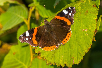 Schmetterling, Admiral in Großaufnahme