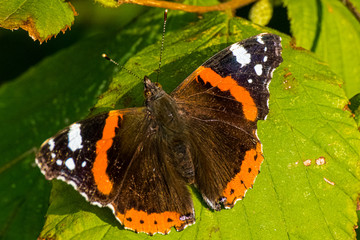 Schmetterling / Admiral auf einem Blatt