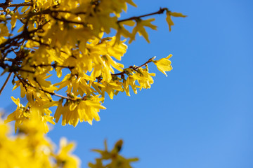 Branches with several opened yellow blossoms of forsythia plant in the garden 