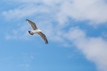 Fototapeta na wymiar Herring Gull in flight