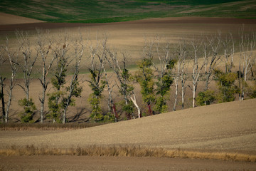 Fototapeta premium Avenue of old, dead trees among the Moravian fields