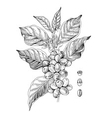 Hand drawn illustration of Coffee branch with seeds, fruits and flowers. Sketched coffee plant