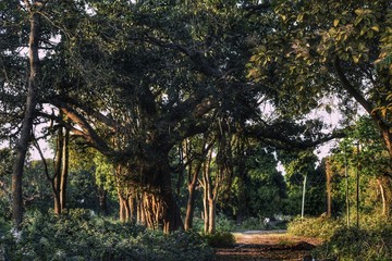 a giant tree in the heart of jungle