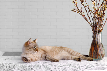 Red fluffy Siamese cat sleeps on  background of  wall