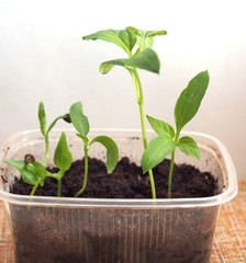 Pepper seedlings grow in a transparent plastic container.